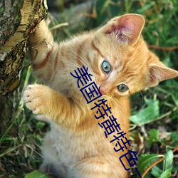 美国特(tè)黄(huáng)特色一级二级(jí)调色