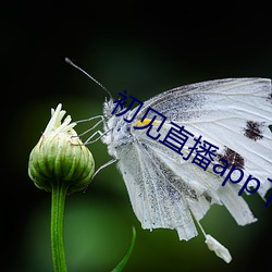 初见直播app下载地址 （水远山遥）