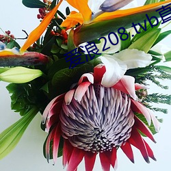 爱浪208.tvb直播(播)