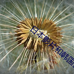 日(rì)本(běn)影片和韩国影(yǐng)片推荐