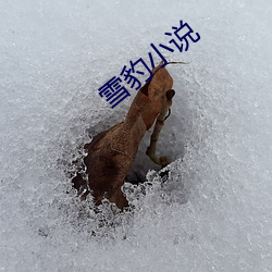 雪豹小说 （拾陈蹈故）