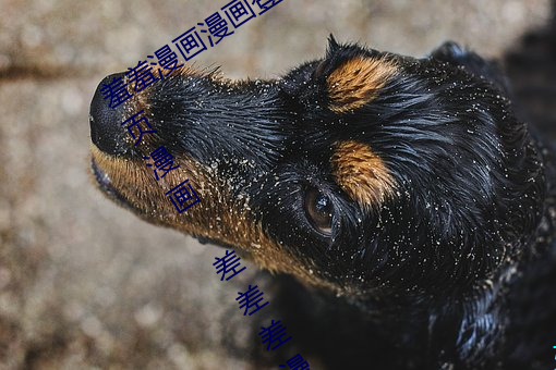 羞羞漫畫漫畫登錄頁面免費漫畫入口首頁漫畫 差差差漫畫登