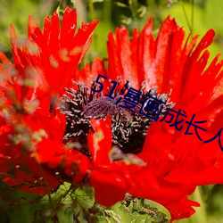 51漫画成长人版黄安装