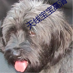 天線寶寶高清
