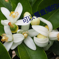 可以看直播的app软件 （台虎钳）