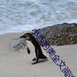小西的美全文閱讀