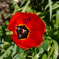 ipx