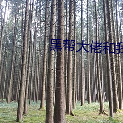黑帮大佬和我时365日无删