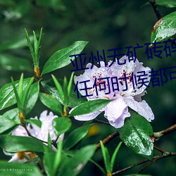 亚州无矿砖码砖专区2022点评:在任何时候都可以播放的手机 （统统）
