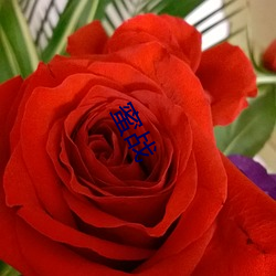 蜜戰