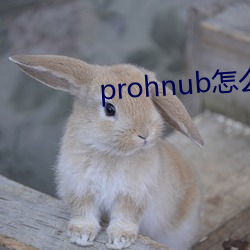 prohnub怎么进入 （连篇累幅）