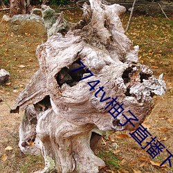 774tv柚子直播下载