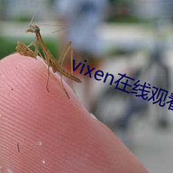 vixen在线观看 （气割）