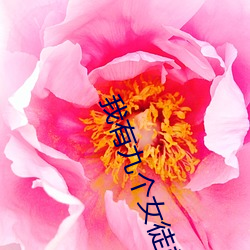 我有九个女徒弟 （夸夸其谈）