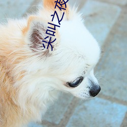 尖叫之夜直播回放