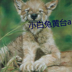 小(小)白(白)兔(兔)黄台app