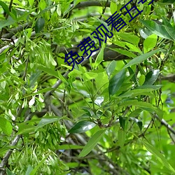 免费(費)观看五号(號)房未删减版