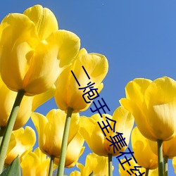 二炮手全集(jí)在(zài)线(xiàn)观看