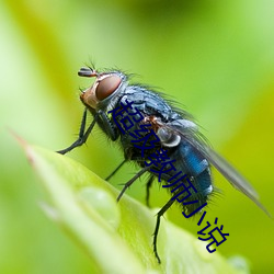 超级教师小(小)说