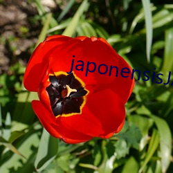 japonensisJAVAHD大