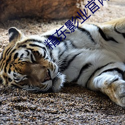 精东影业官网下载(載)