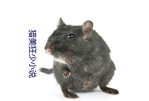 猎美狂(kuáng)少小说(shuō)