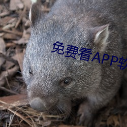 免费(fèi)看APPApp视频