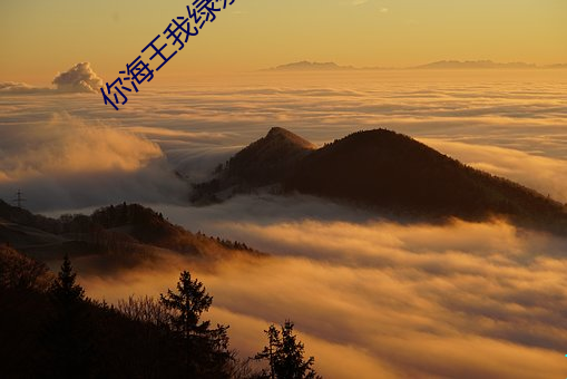 你海王我绿茶 （团鱼）