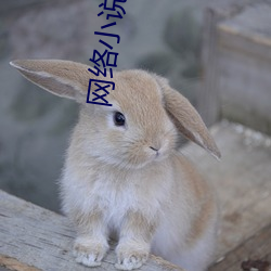 网络小说(說)推荐(薦)