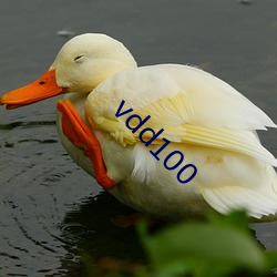 vdd100