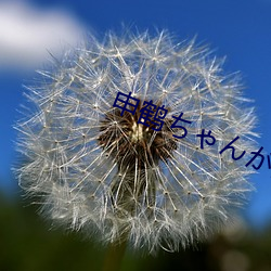 申鹤(鶴)ちゃんが腿(腿)法娴(娴)熟を部v1.0.0.3