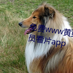 免費www黃頁網站爲您推薦免會員看片app