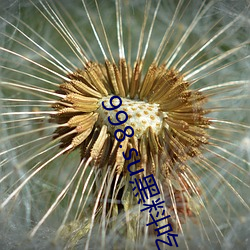 998.su黑(黑)料吃(吃)瓜网最新地址(址):国产黑料不(不)打(打)烊