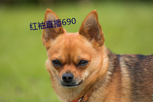 红袖直播690