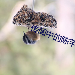 传闻中的陈芊芊电视剧免费