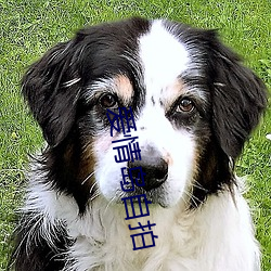 爱情岛自拍 （环路）