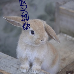 穿越火凤凰之战神之王