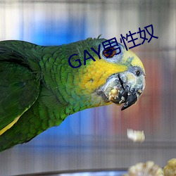 GAY男性奴