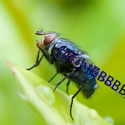 《娇(嬌)小搡BBBB搡(搡)BBBB》