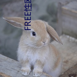 FREE性欧美