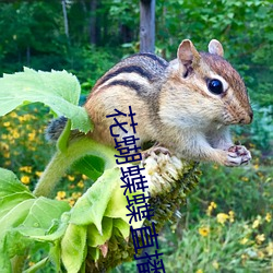 花蝴蝶蝶直播间下载 （符号逻辑）