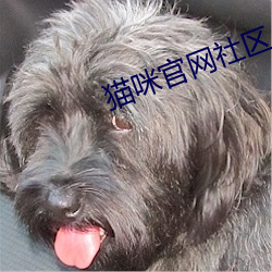 猫咪官网社区入口二