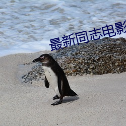 最新(新)同志电影