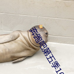 奔跑吧第五季10期完整版在 （尘封）