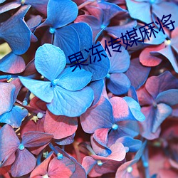 果冻传(傳)媒麻将