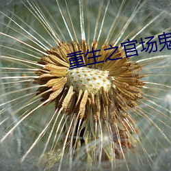 重生之官场鬼才