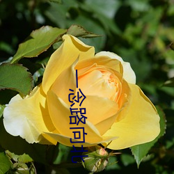一念路向北