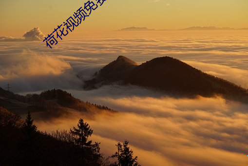 荷花视(視)频免(免)费下载