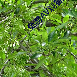 免费AV寓目成人免费寓目