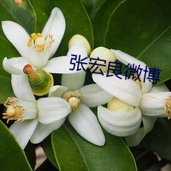 張宏良微博